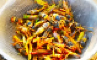 スズメバチとバッタ食べたことある? 昆虫博士おすすめ秋の絶品昆虫食