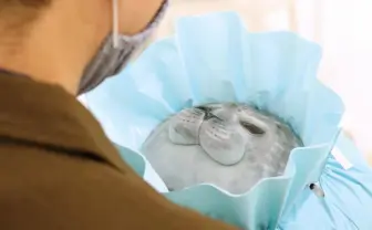 フェリシモがまたやった！ アザラシがラッピング袋からはみ出しちゃう☆（可愛い）