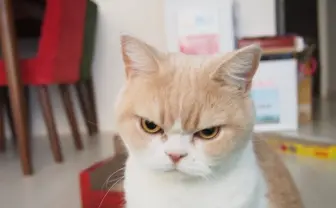 冬休みの猫はモッフモフ！ 写真展「ねこ休み展 冬」が最高にかわいい