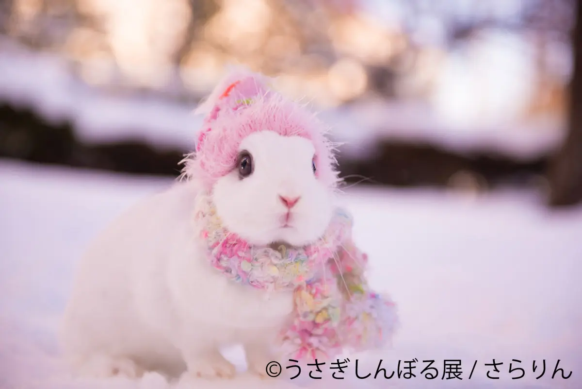 冬のうさぎでモフモフ🐇 新橋のクリスマスに「うさぎしんぼる展」