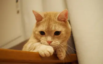 春「ねこ休み展」が名古屋に🌸　愛猫🐱が誌面に登場するチャンスも