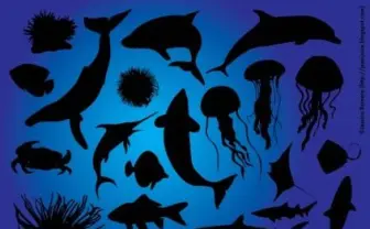 魚介系ドメイン「.fish」登場！ 将来系ドメイン「.vision」も