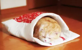 にゃんこ専用のオフトゥンが癒し満点… 愛猫もたまらず( ˘ω˘)スヤァ