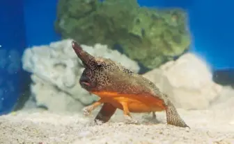 サンシャイン水族館に「へんないきもの」大集合! ダイオウグソクムシもいるよ
