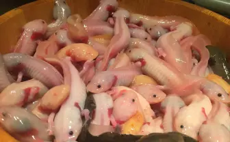 【画像】食用ウーパールーパーがぷるぷるしてて食欲を掻き立てまくる！