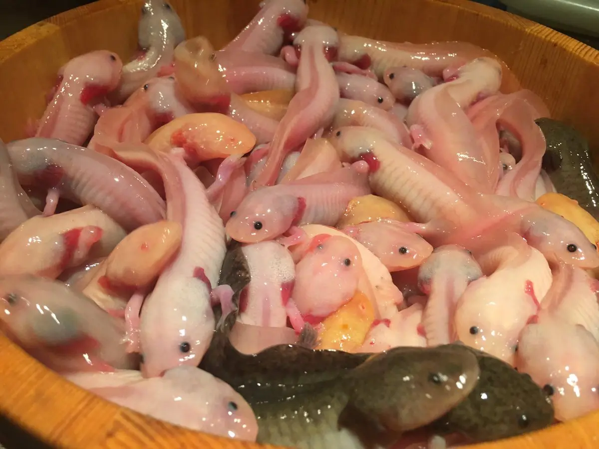 【画像】食用ウーパールーパーがぷるぷるしてて食欲を掻き立てまくる！