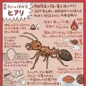 ヒアリの図解1枚目／画像提供：ぬまがささん
