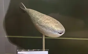 「サカバンバスピス」知ってる？ クリっとした目が可愛い、Twitterで話題の魚