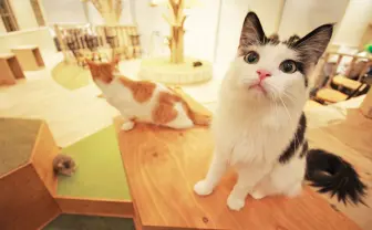 オシャレな猫カフェ「MoCHA」原宿店　可愛すぎるごはんタイム必見！