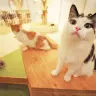 猫カフェ「MoCHA」原宿店