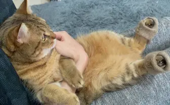 家帰ったら毛を集めるぞ! 猫の毛100%スリッパが反則級の可愛さ.jpg