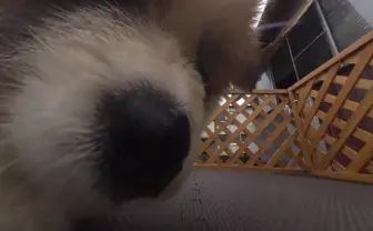 秋田犬の赤ちゃんに囲まれてキュン死 360度動画「いきもの目線」がすごいぞ