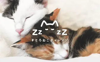 2月22日猫の日に「とろねこチャレンジ」 眠る猫の写真投稿が募金に
