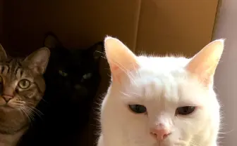 年末の癒しを堪能! 最高にPOPなペット画像まとめ