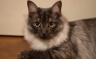 【検証】ニャにが言いたい？ 猫語の翻訳アプリ『ニャントーク』使ってみた