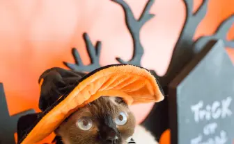 【写真】猫と過ごすハロウィン最高 仮装したニャンニャンに笑みが止まらない
