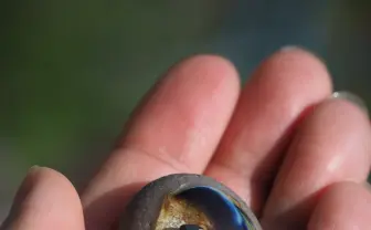 手のひらに蘇る古代生物　神秘的なガラス作品「ペルム紀幻影」の美しさ