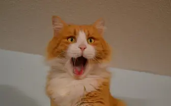 「猫の日」に猫だけを拝めるYouTube誕生　1日中ニャンニャンニャン🐾　