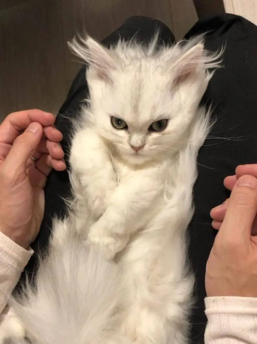 計測不能の戦闘力! スーパーサイヤ猫に一瞬で悩殺されちゃいそう.jpg