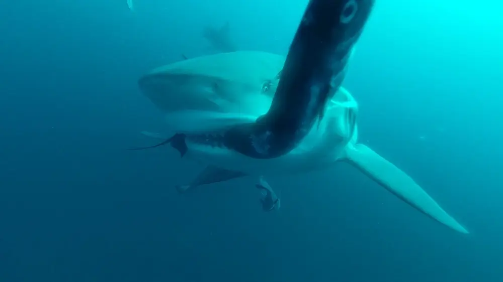 夏といえばサメ！ ナショジオの特集「シャーク・フェス」に大塚明夫＆三宅健太.jpg