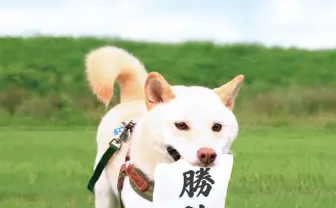 勝訴だワン！ SNSでバズった“判決“を持ってくる犬用おもちゃが商品化