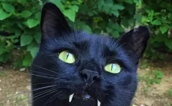 牙のある姿はまるで吸血鬼 Vampire Catのインスタがネコ好きには堪らない