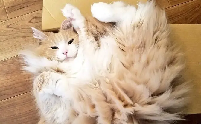 この猫、でんきタイプじゃね…？ 静電気でスパークした姿がポケモンみたいで尊い