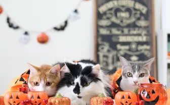 「ねこ休み展」ハロウィングッズも盛りだくさん🎃 1年半ぶりに大阪で開催