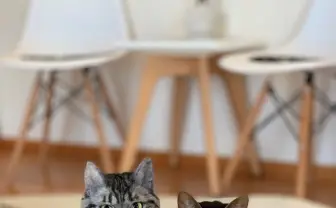 どっちが本物？ 超リアルな羊毛フェルト猫がまじで見分けつかない