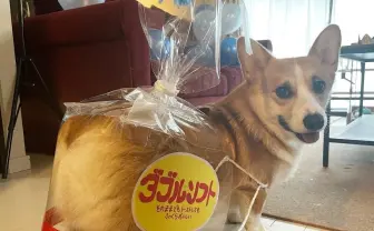 もふもふコーギーの仮装“ダブルソフト” 飼い主「ニヤリ顔してました」