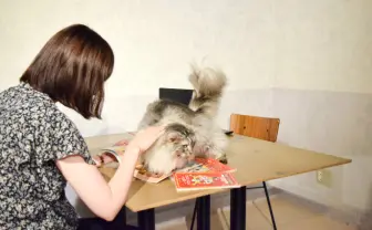 猫に仕事を邪魔されるなら本望だニャ　世界一集中できないワーキングプラン