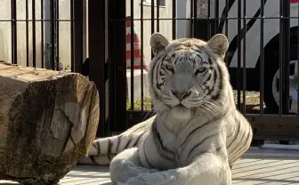 ASMRの新境地 動物のワイルド咀嚼音を東武動物公園がLINE MUSICで配信