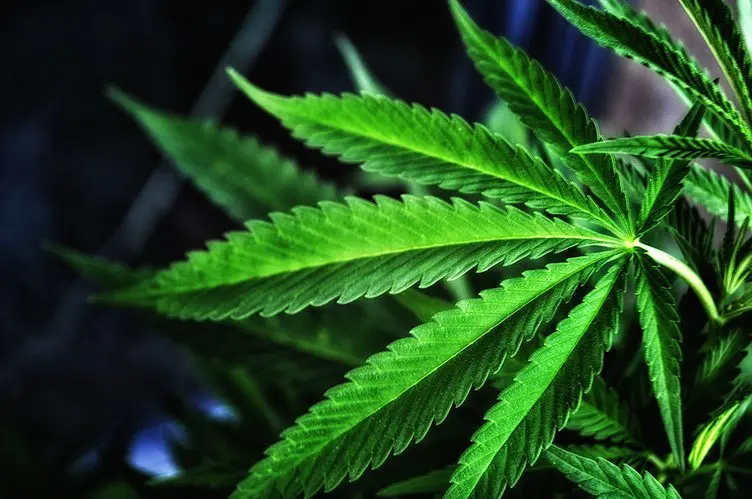 米国で大麻アプリが乱立 元NY在住ライターが語る「グリーンラッシュ」のリアル.jpg