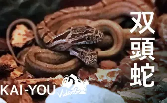 【動画】双頭のヘビ  世界的に希少性の高い2つの頭を持つシマヘビの飼育現場