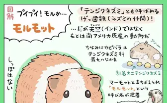 世間をプイプイ言わせる「モルモット」を図解 ぬまがさワタリが語る『モルカー』