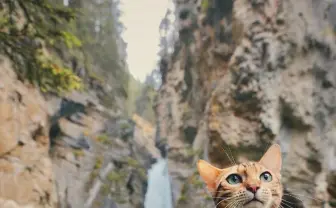 冒険ネコこと「Suki The Cat」が神秘的な美しさ そのたたずまいに吸い込まれる