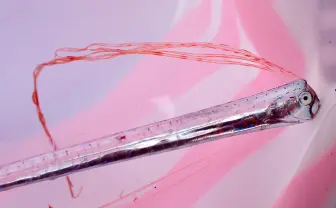 人魚のモデル「リュウグウノツカイ」を生け捕った人物を直撃 深海魚の目撃情報が激増