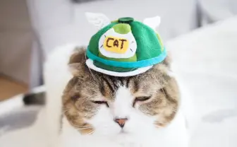 新年に入ってもおやすみムード! 最高にPOPなペット画像まとめ