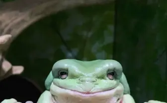 妖怪化したイエアメガエルの秘密　飼い主リトリアさんが語るカエルの楽しさ