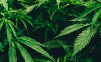 オーストラリア、首都含む一部地域で大麻合法化 今後の世界の流れとは