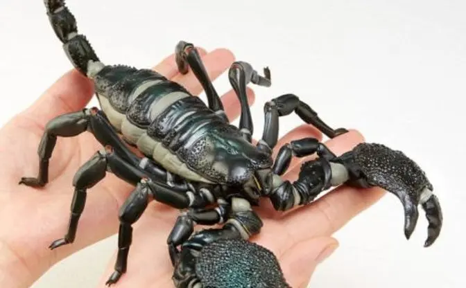世界最大のサソリがフィギュアに　両手をはみ出るデカさに冒険家の血が騒ぐ