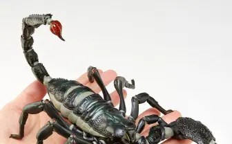 世界最大のサソリがフィギュアに 両手をはみ出るデカさに冒険家の血が騒ぐ