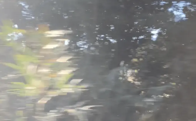 ぽんぽこ5周年曲「Bokeh」──甲賀市から発信するピンボケの美学、唯一無二のアマチュアリズム