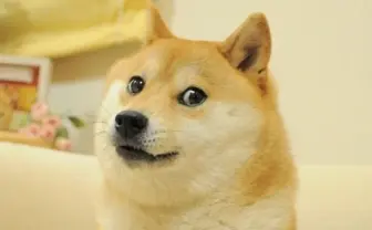 柴犬かぼす、死去 海外でも有名な「Dogeミーム」で知られる保護犬