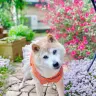 Doge（ドージ）」ミームで知られる柴犬・かぼす