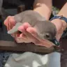 サンシャイン水族館で誕生したケープペンギンの赤ちゃん