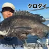 タフグミ（ソーダ味）で釣れたクロダイ／画像はYouTubeより