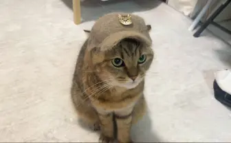 猫毛100%の帽子が可愛いすぎる 換毛期にピッタリの創作アイデア