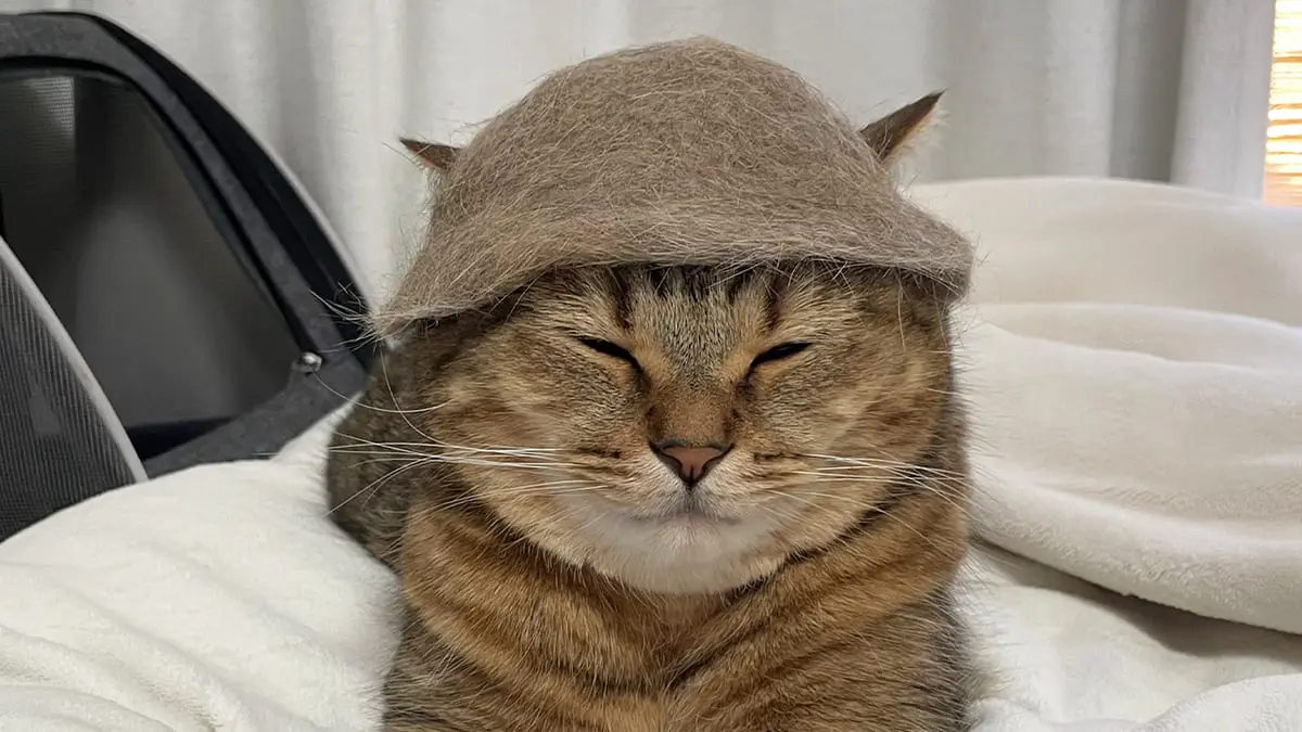 整ってらっしゃる