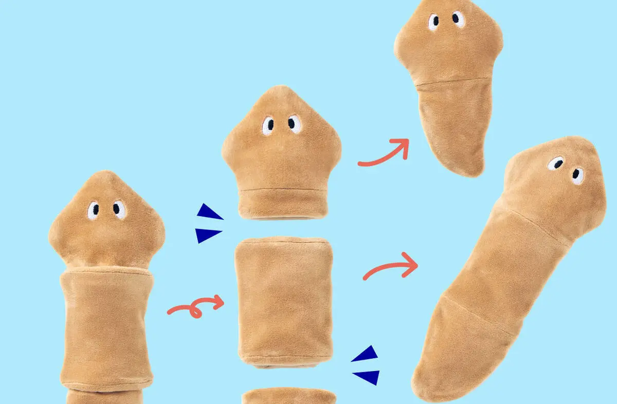 切っても再生する不思議生物「プラナリア」 分裂するポーチが面白すぎる